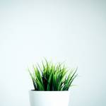 amanda zhou Profile Picture